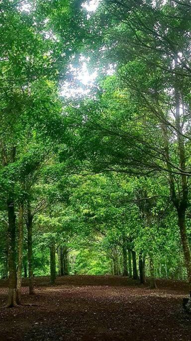 Hospedaje Finca Agroturistica Dona Rufa Rio Sereno Exteriér fotografie